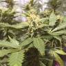 семена конопли с доставкой Blue Cheese feminised Royal Queen семена конопли с доставкой Blue Cheese feminised Royal Queen