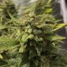 семена конопли гидропоники Blue Cheese feminised Royal Queen семена конопли гидропоники Blue Cheese feminised Royal Queen