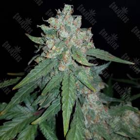 Auto Sweet Trainwreck feminised Sweet Seeds
