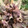 Семена марихуаны Auto Devil Cream feminised Ganja Seeds