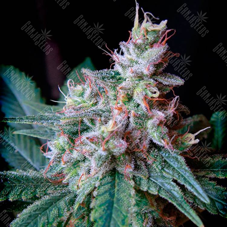 Семена конопли Cream Caramel feminised Ganja Seeds Fast Version