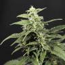 Auto Amnesia feminised Breeders Community Seeds