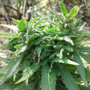 Auto Little Russian regular Ganja Seeds