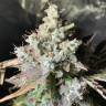 семена конопли в интернете Auto OG Kush feminised Humboldt Seeds