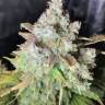 семена конопли скороспелый купить Auto OG Kush feminised Humboldt Seeds