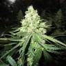 заказ семян конопли Москва Devil Fruit feminised Medical Seeds