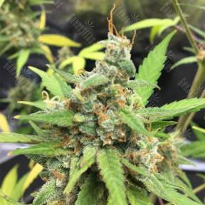 Auto Whiteberry feminised Paradise Seeds