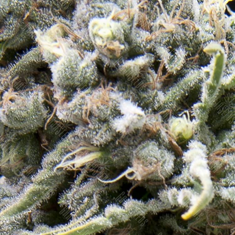 семена конопли f1 в оригинальной упаковке Auto White Widow CBD feminised Pyramid Seeds
