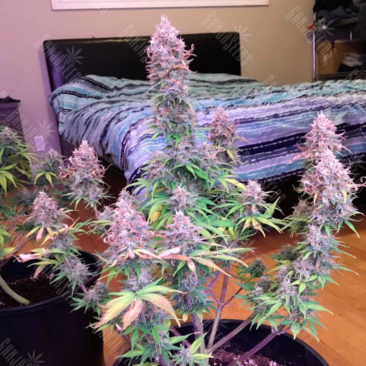 Семена конопли Auto Blue Mazar feminised Ganja Seeds