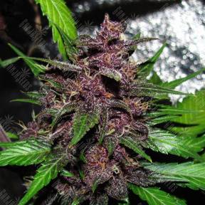 Auto Blueberry feminised Breeders Community Seeds