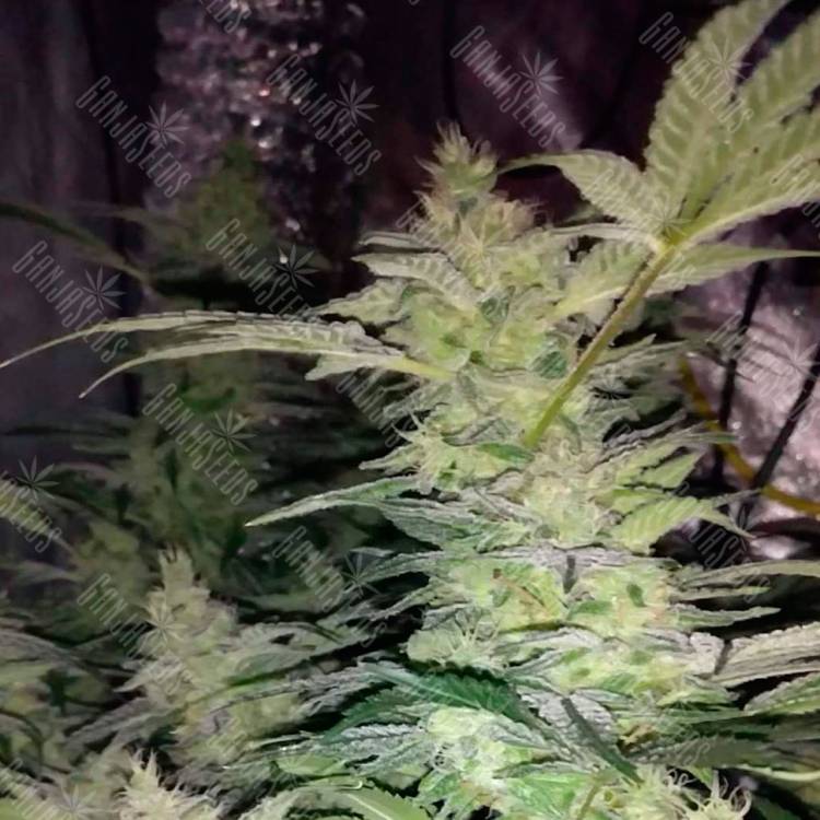 семена конопли недорого Alexandriya regular Ganja Seeds семена конопли недорого Alexandriya regular Ganja Seeds