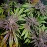 купить семена конопли Bubble Kush feminised Royal Queen купить семена конопли Bubble Kush feminised Royal Queen
