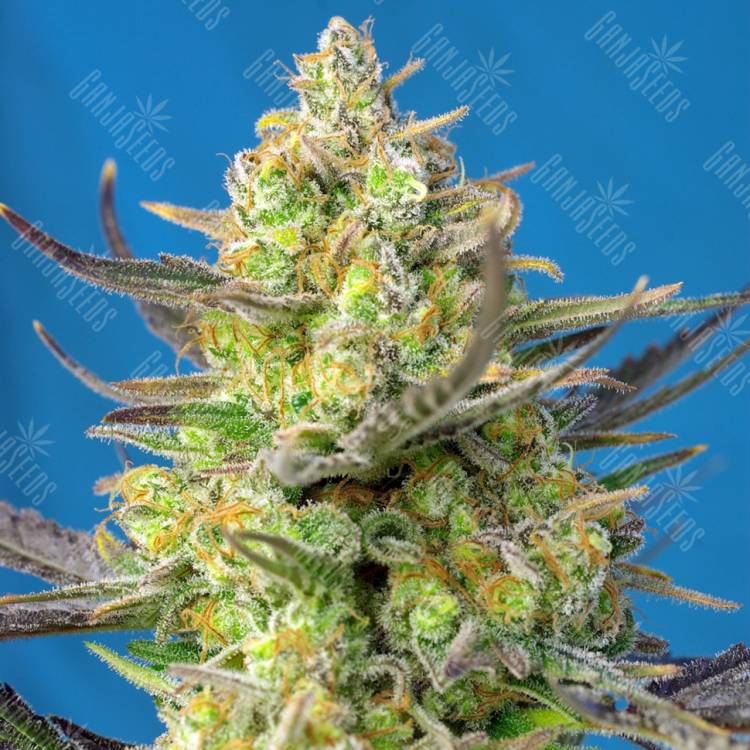 семена конопли феминизированные Auto Sweet Cheese XL feminised Sweet Seeds