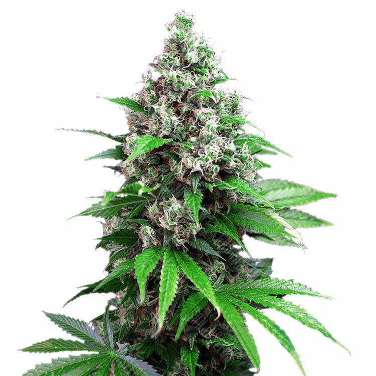 Семена конопли Auto Killer Kush feminised Ganja Seeds Семена конопли Auto Killer Kush feminised Ganja Seeds