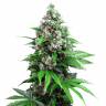 Семена конопли Auto Killer Kush feminised Ganja Seeds Семена конопли Auto Killer Kush feminised Ganja Seeds