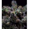 заказать качественные семена конопли Z & Z feminised