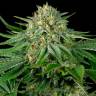 семена конопли в оригинальных упаковках Bubba Kush feminised Green House Seeds семена конопли в оригинальных упаковках Bubba Kush feminised Green House Seeds
