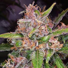Bubba Kush feminised Green House Seeds