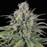 семена конопли интернет магазин Auto UK Cheese feminised Humboldt Seeds