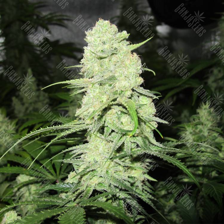 конопля семена сорта заказать Malakoff feminised Medical Seeds конопля семена сорта заказать Malakoff feminised Medical Seeds