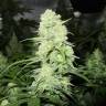 конопля семена сорта заказать Malakoff feminised Medical Seeds конопля семена сорта заказать Malakoff feminised Medical Seeds