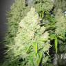 семена индийской конопли Malakoff feminised Medical Seeds семена индийской конопли Malakoff feminised Medical Seeds
