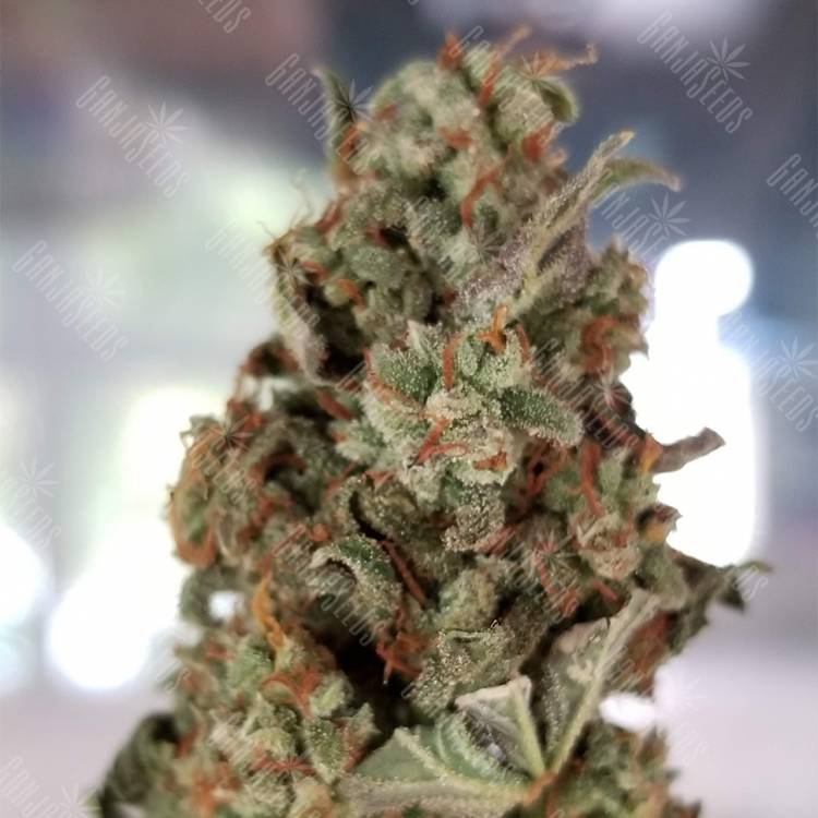 купить семена конопли Auto American Pie feminised Pyramid Seeds купить семена конопли Auto American Pie feminised Pyramid Seeds