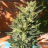 Семена конопли Auto Colorado Cookies feminised Ganja Seeds Семена конопли Auto Colorado Cookies feminised Ganja Seeds