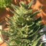 Семена каннабиса Auto Colorado Cookies feminised Ganja Seeds Семена каннабиса Auto Colorado Cookies feminised Ganja Seeds