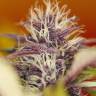 Семена марихуаны Auto Dark Purple feminised Ganja Seeds