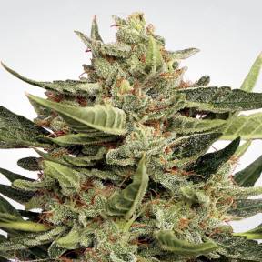 Auto Vertigo feminised Paradise Seeds