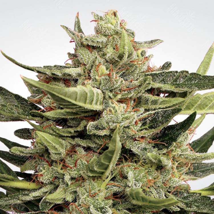 семена конопли курьером Auto Vertigo feminised Paradise Seeds