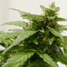 семена конопли Auto Sweet Pure CBD feminised Sweet Seeds