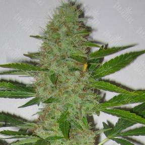 Auto Euforia feminised Ganja Seeds