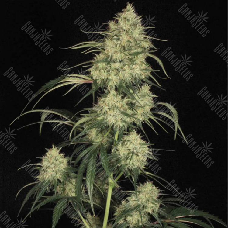 Семена Atomical Haze feminised Ganja Seeds Семена Atomical Haze feminised Ganja Seeds
