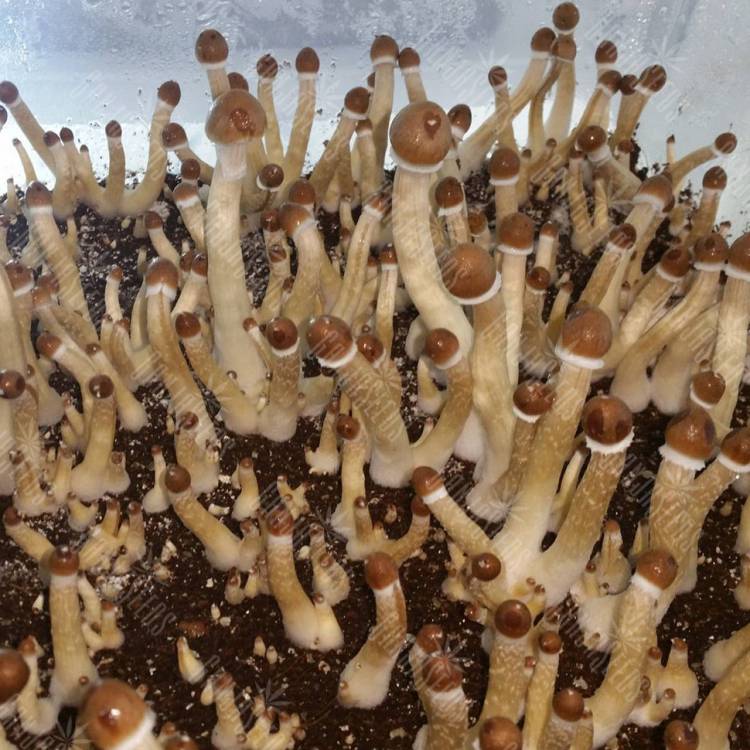 заказать отпечатки псилоцибиновых грибов F+