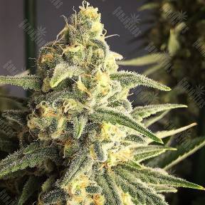 Cream 47 regular Ganja Seeds