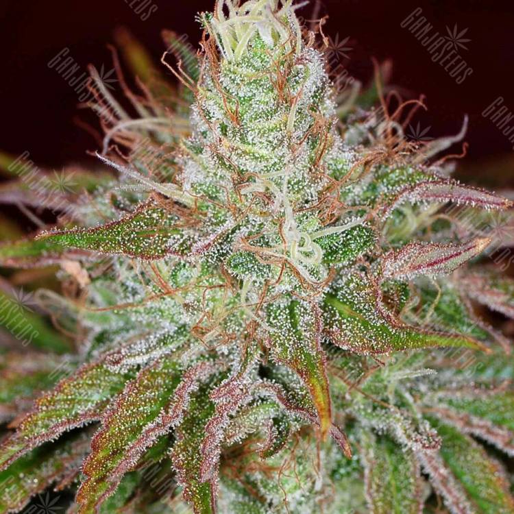 семена конопли наложенным платежом Pure Kush feminised Green House Seeds