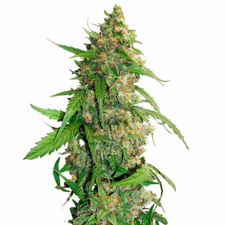 Auto Compassion Lime CBD feminised Dutch Passion Seeds