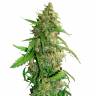Auto Compassion Lime CBD feminised Dutch Passion Seeds