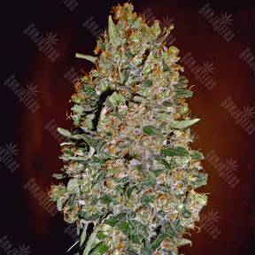 Automatic Collection №1 feminised 00 Seeds