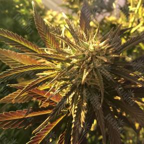 Red Dragon feminised Barneys Farm