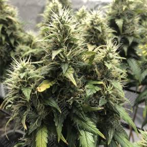 Lemon Candy feminised Exotic Seed