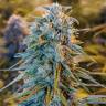 семена конопли Россия Blue Dream feminised Humboldt Seeds семена конопли Россия Blue Dream feminised Humboldt Seeds