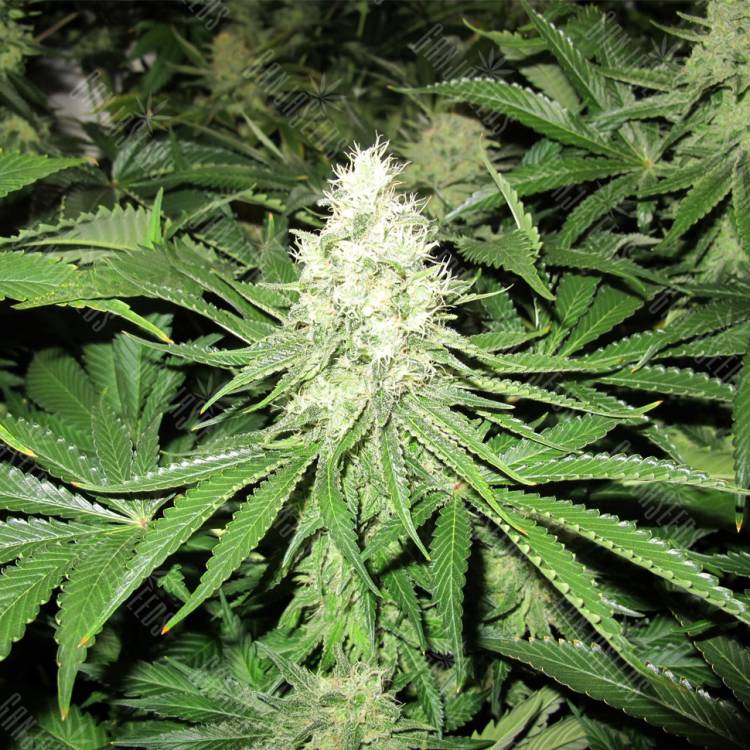 семена конопли медицинской No Name feminised Medical Seeds семена конопли медицинской No Name feminised Medical Seeds