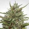 семена конопли Москва Auto Collection Pack #1 feminised Paradise Seeds