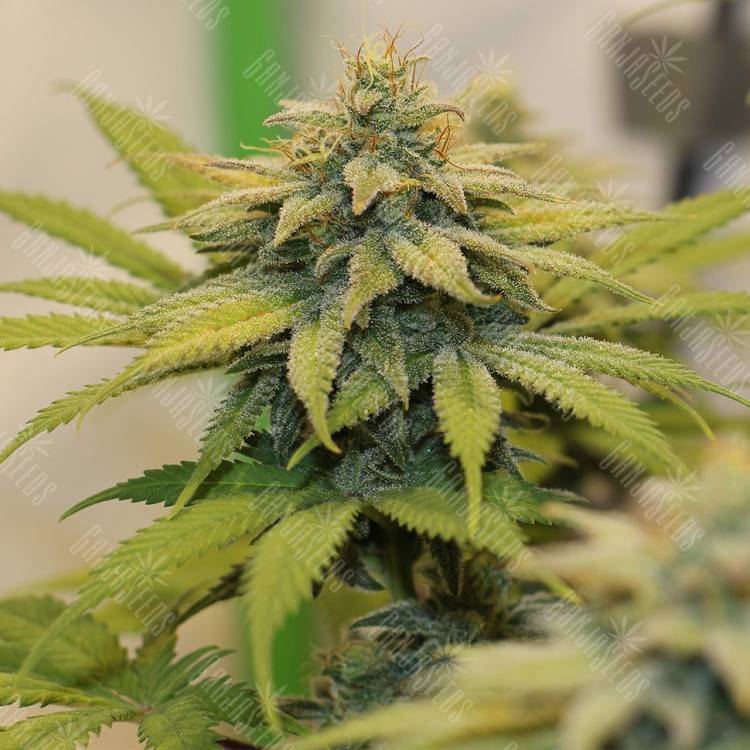 семена конопли f1 в оригинальной упаковке Chocolate Haze feminised Royal Queen