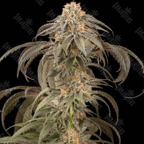 Afghan Kush feminised Ganja Seeds