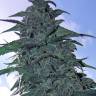 Auto White Dwarf CBD feminised Ganja Seeds