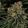 Купить Auto Skywalker OG feminised Ganja Seeds Купить Auto Skywalker OG feminised Ganja Seeds